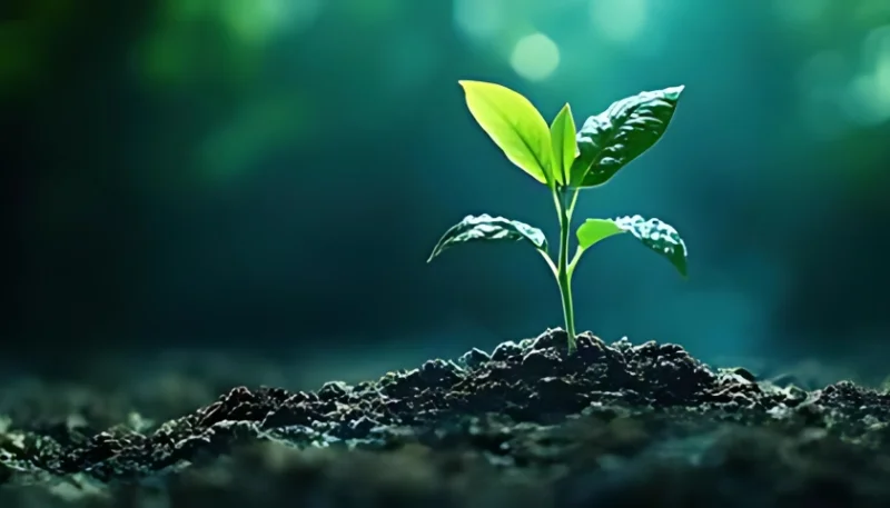 Hình ảnh cây xanh chồi non nghệ thuật