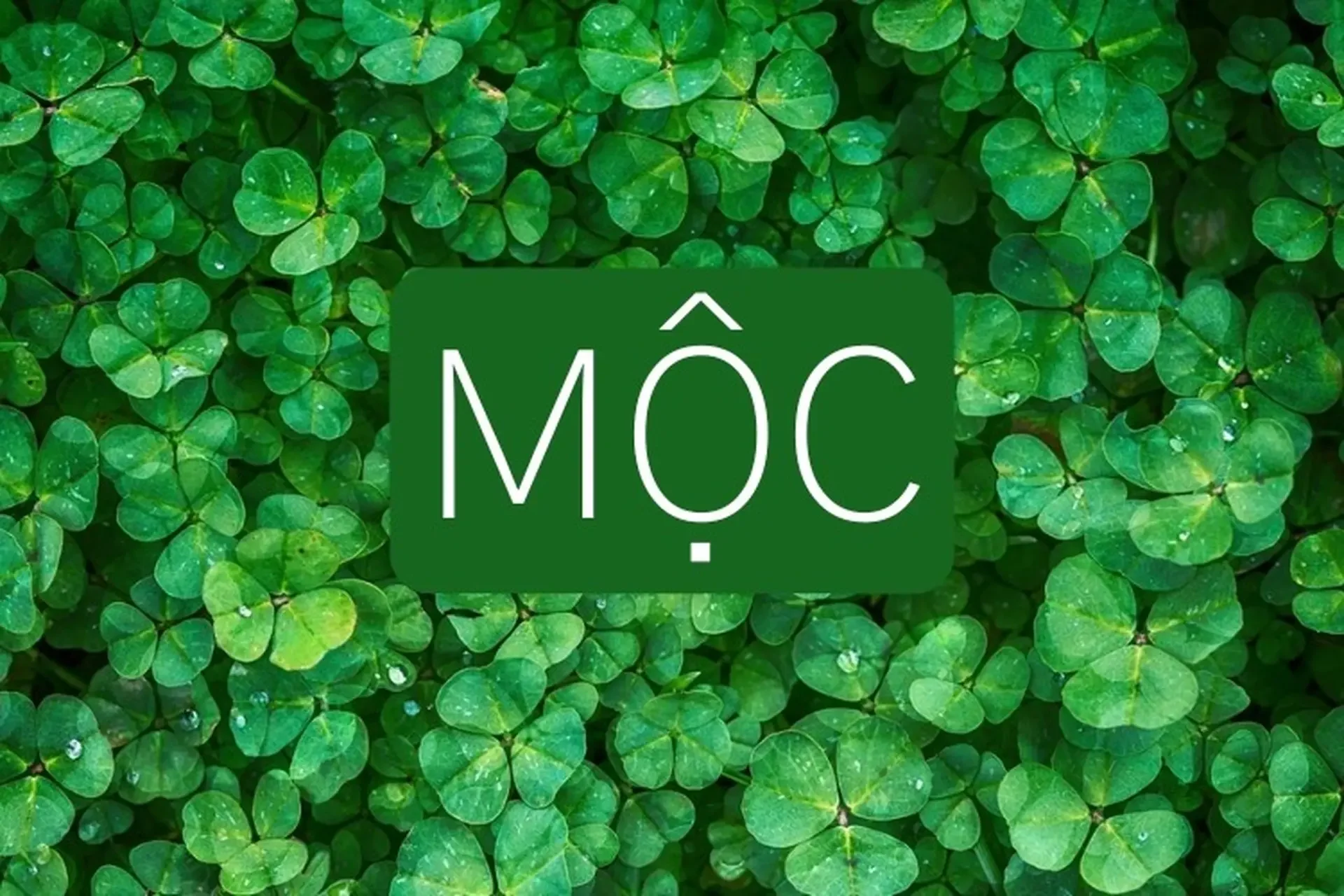 Tổng hợp 60 hình nền may mắn cho mệnh Mộc để chiêu tài lộc