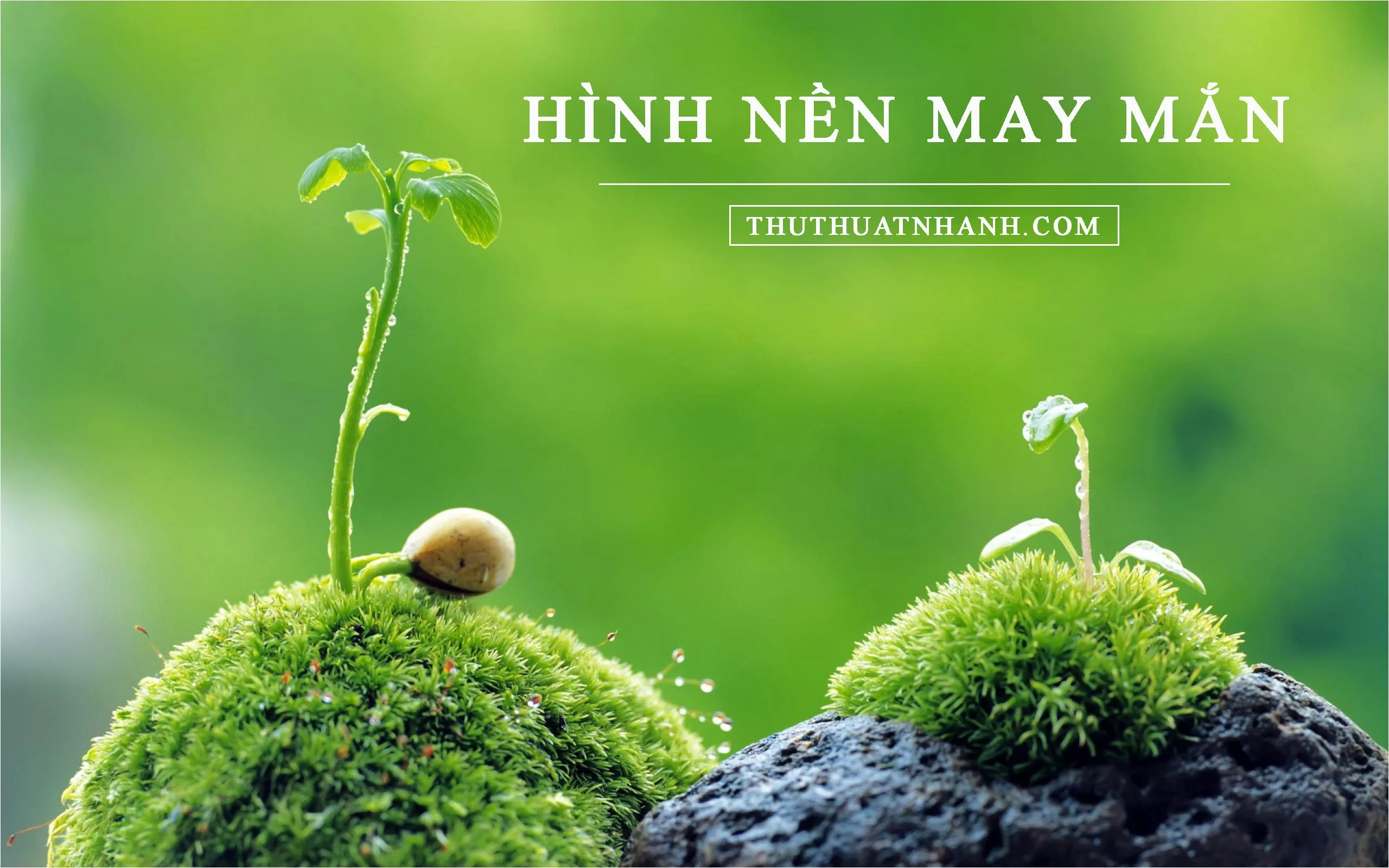 hình nền may mắn: gợi ý số 70