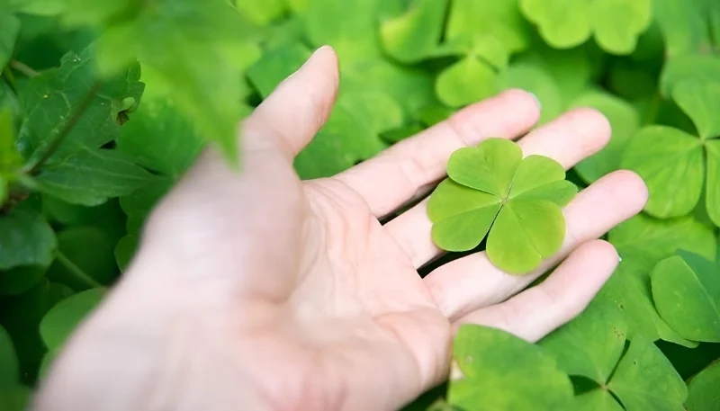 hình nền may mắn, mẫu 51