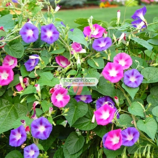Ảnh của Hạt giống hoa Bìm Bìm mix