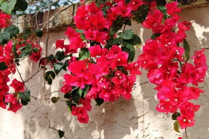 Hoa giấy màu đỏ rực rỡ leo trên tường