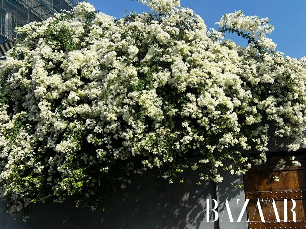 Check in giàn hoa giấy trắng hot nhất Thảo Điền | Harper's Bazaar