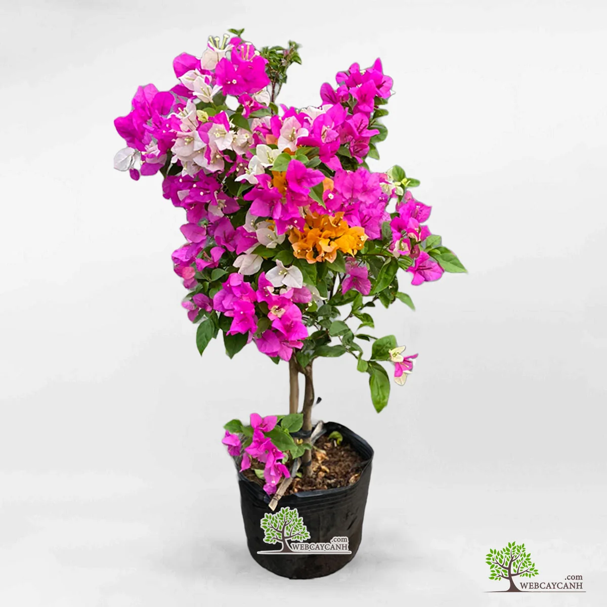9 loại hoa giấy được ưa chuộng: Giá bán, cách trồng và ý nghĩa