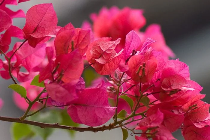 Cận cảnh hoa giấy hồng rực rỡ