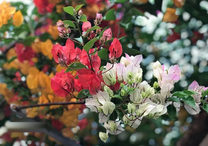 Hoa giấy nhiều màu trắng và đỏ đan xen