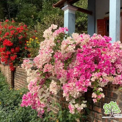 9 loại hoa giấy được ưa chuộng: Giá bán, cách trồng và ý nghĩa (2)