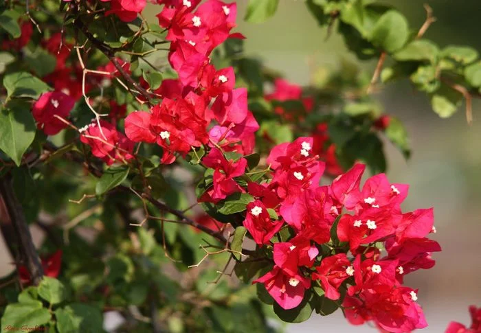 chùm hoa giấy màu đỏ thắm nở rộ giữa vườn