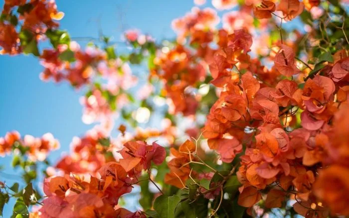 hoa giấy màu cam vàng nở rực rỡ dưới bầu trời