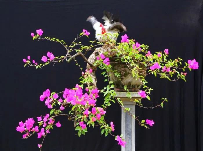 cây hoa giấy bonsai dáng đẹp trên nền đen