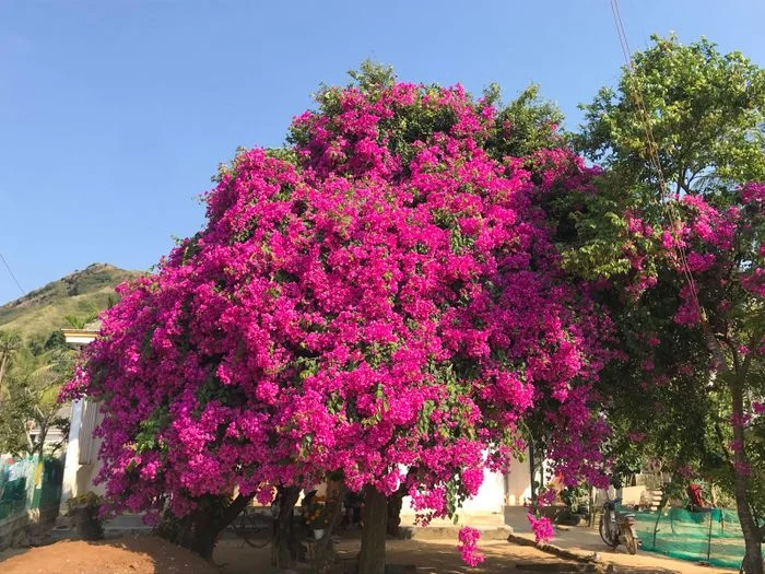 Cây hoa giấy lớn rực rỡ sắc hồng dưới ánh nắng