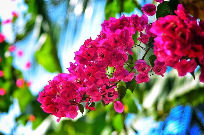Chùm hoa giấy hồng đậm nở rộ dưới nắng