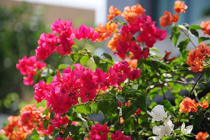 Hoa giấy nhiều màu sắc rực rỡ trong vườn