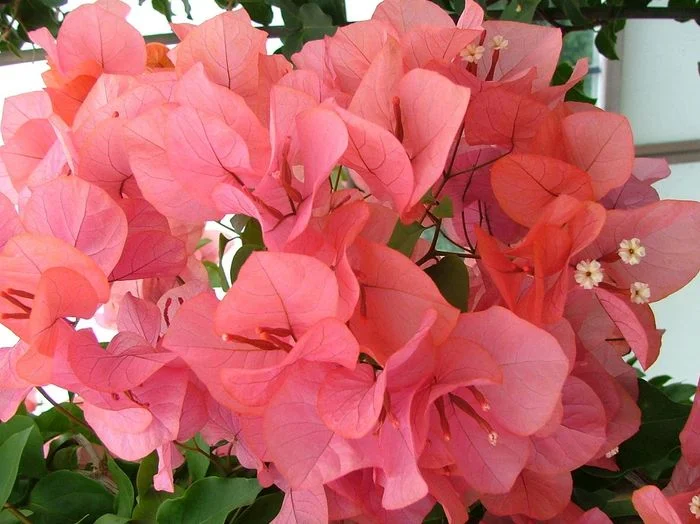Hoa giấy màu hồng cam dịu nhẹ