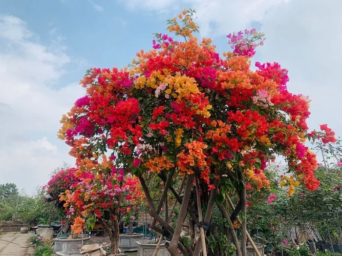Cây hoa giấy nhiều màu sắc trong vườn