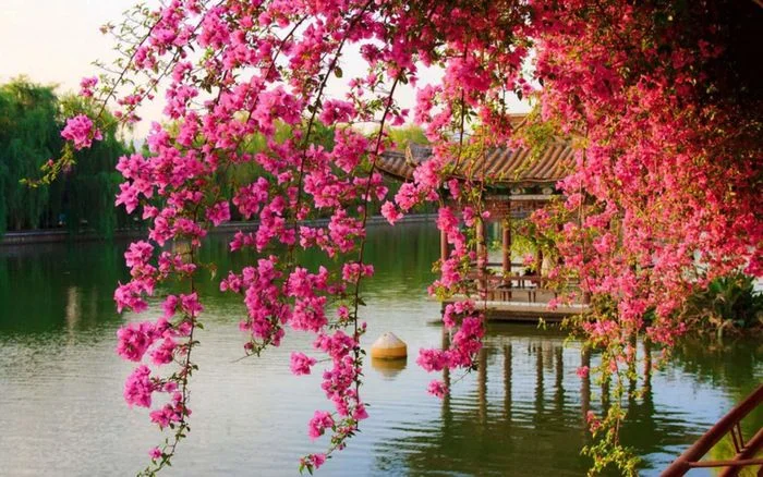 cây hoa giấy rủ bóng bên hồ nước yên bình