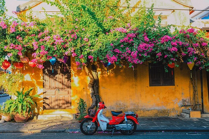 Hoa giấy leo tường vàng cổ kính tại Hội An