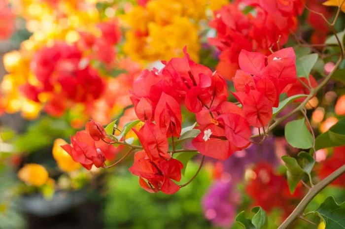 những bông hoa giấy đỏ rực rỡ khoe sắc dưới nắng