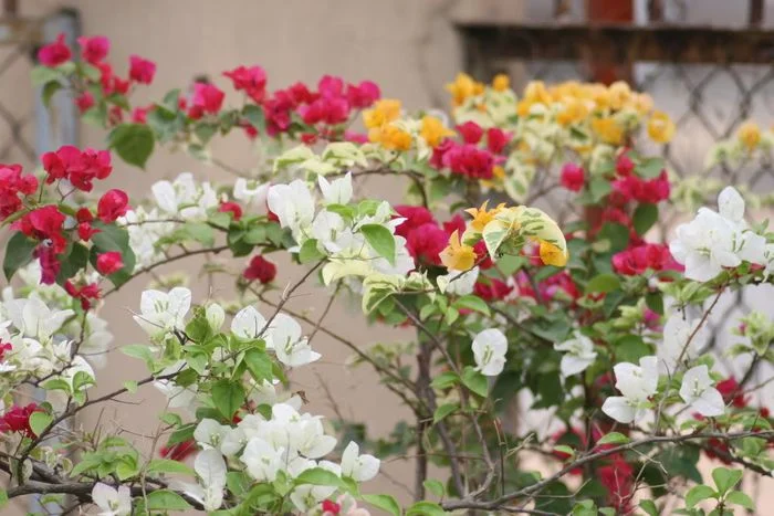 Hoa giấy nhiều màu sắc trắng đỏ vàng