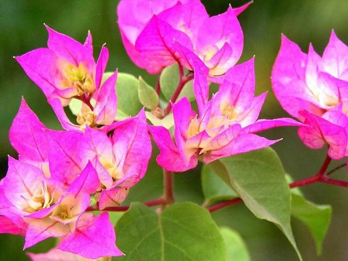 Hoa giấy hồng tím nở rộ khoe sắc