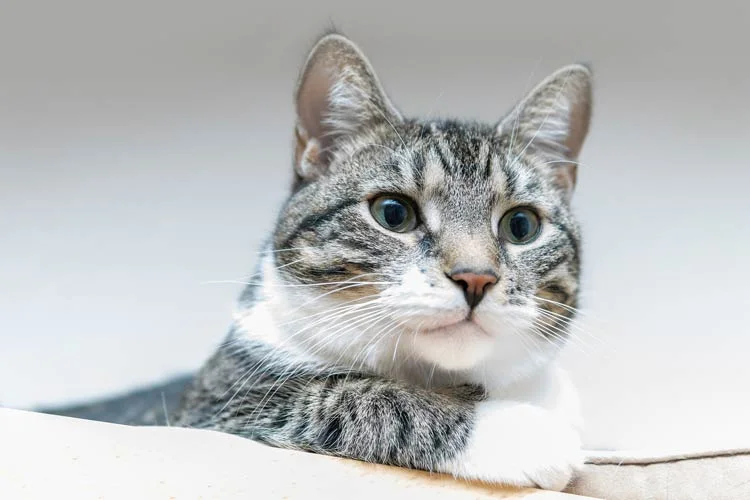Hình nền cute mèo mướp trắng nằm trên nền sáng
