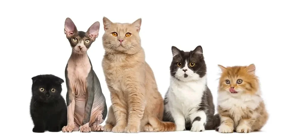 Hình nền cute với năm chú mèo nhiều giống ngồi cạnh nhau trên nền trắng