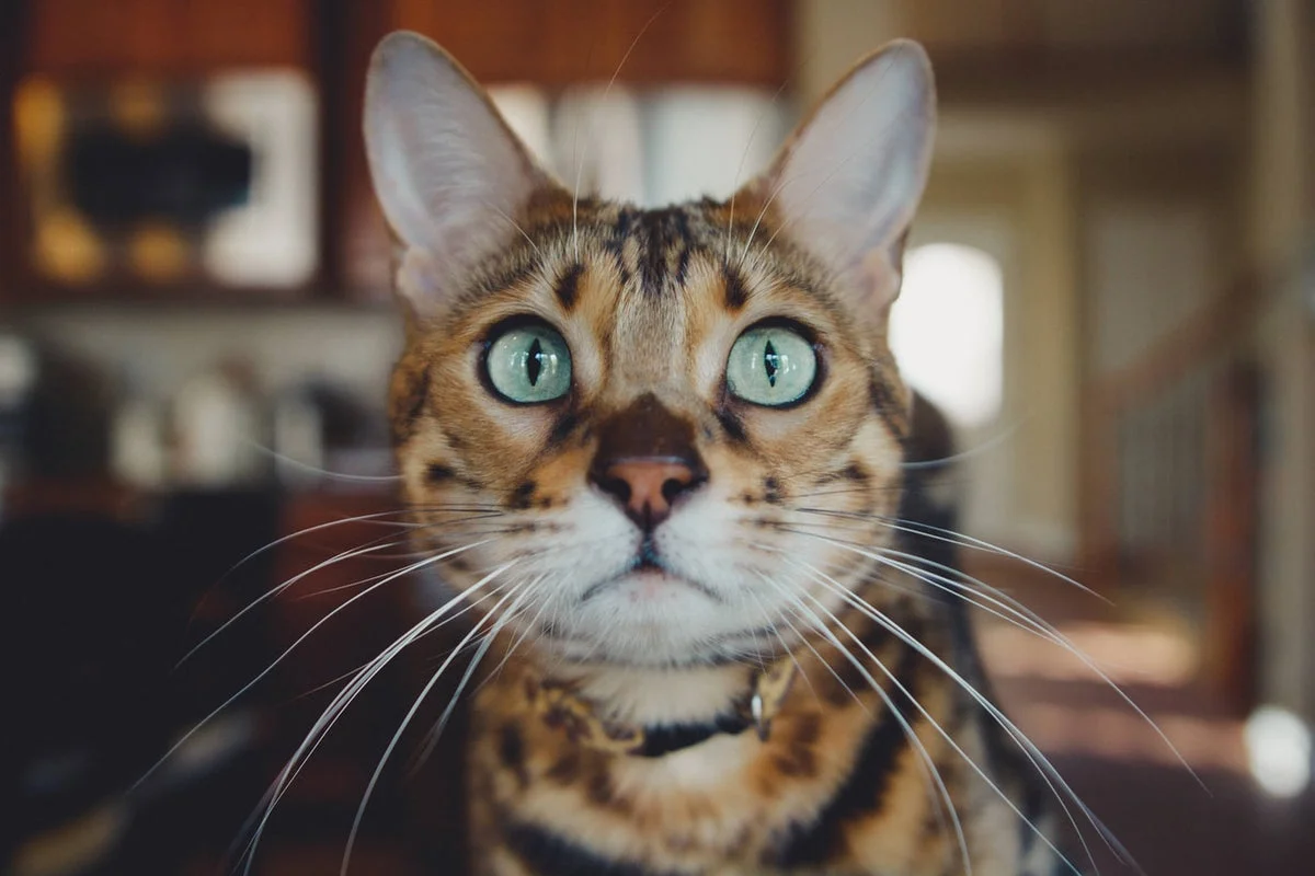 Hình nền cute cận cảnh mèo Bengal mắt xanh nhìn thẳng