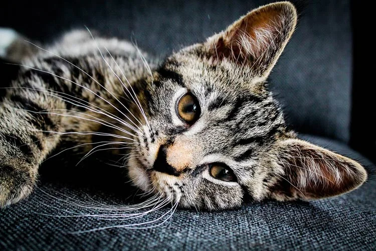 Hình nền cute mèo mướp nằm nghiêng trên ghế sofa