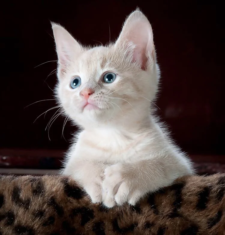 Hình nền cute với mèo con trắng mắt xanh đáng yêu ngồi trên chăn lông mềm