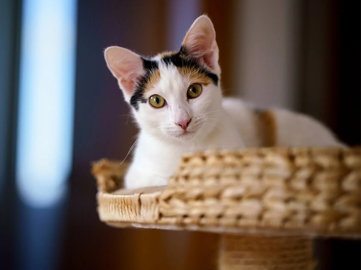 Hình nền cute với mèo tam thể mắt vàng nằm đáng yêu trong giỏ mây