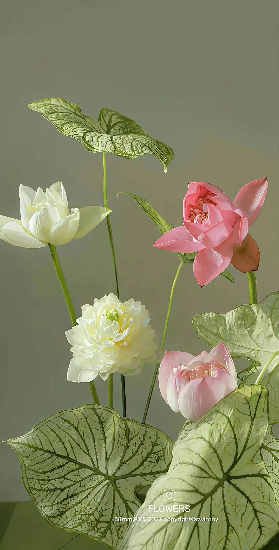 hình nền hoa sen hồng