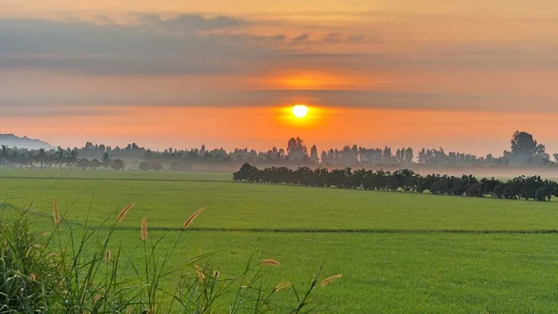 Bình minh trên cánh đồng - hình 3