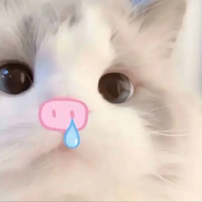 Trọn bộ ảnh Meme Mèo hài hước – Cat Meme bựa nhất (hình gốc)