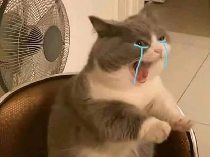 Top ảnh Meme mèo khóc hài hước, dễ thương, độc đáo