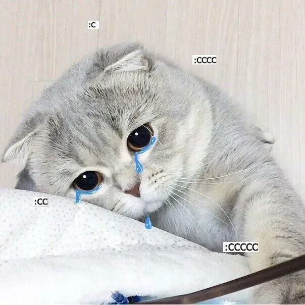 Cười ngất với 100+ Meme Mèo Khóc Lóc, Khóc Thét vừa đáng thương vừa nhây bựa