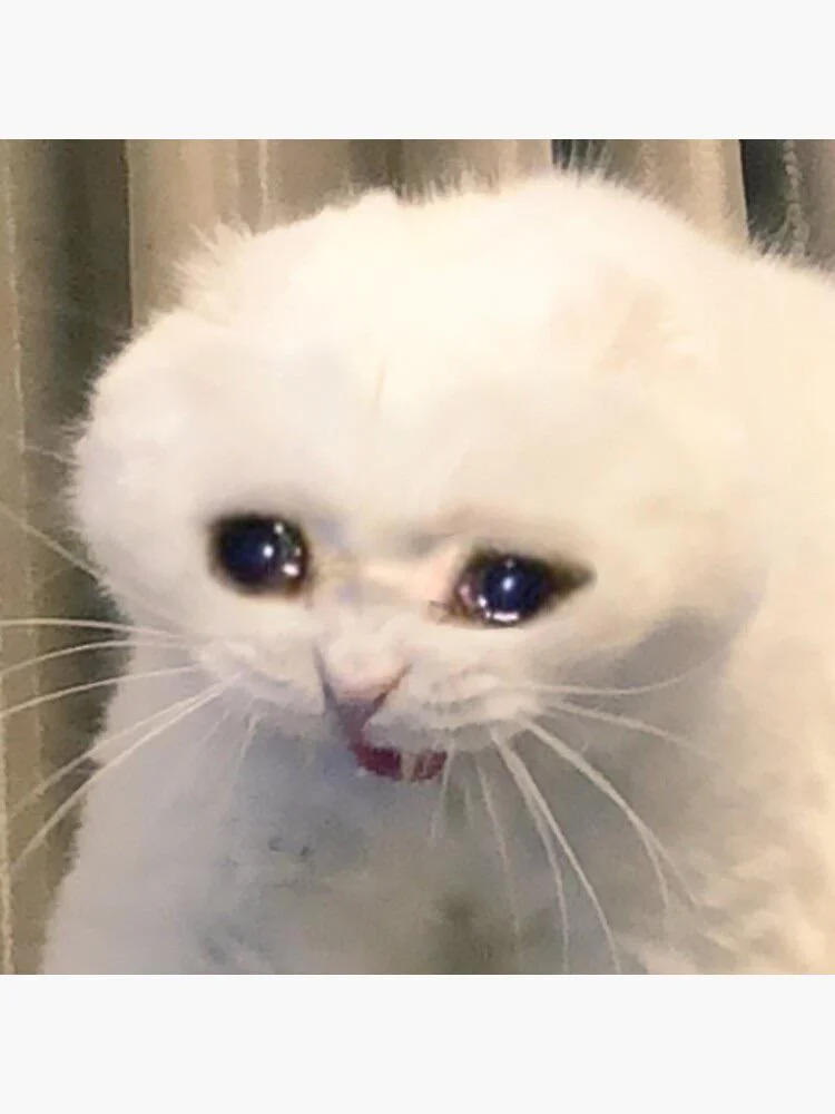 Loại mèo trong meme "mèo khóc" này là gì vậy? Có phải mèo Anh lông ngắn màu trắng không? : r/cat
