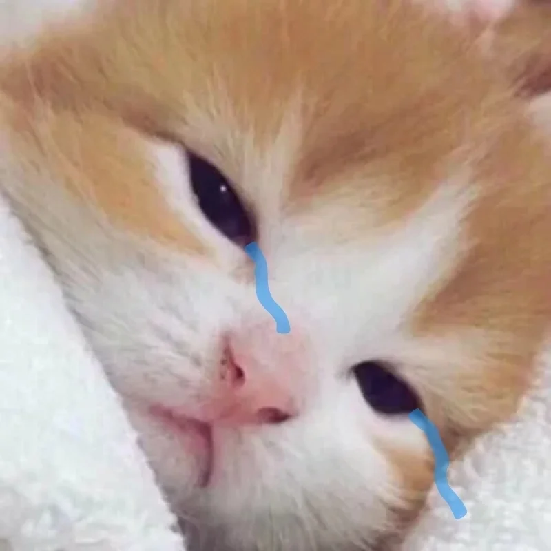 Top meme mèo khóc buồn cười khiến bạn cười ra nước mắt