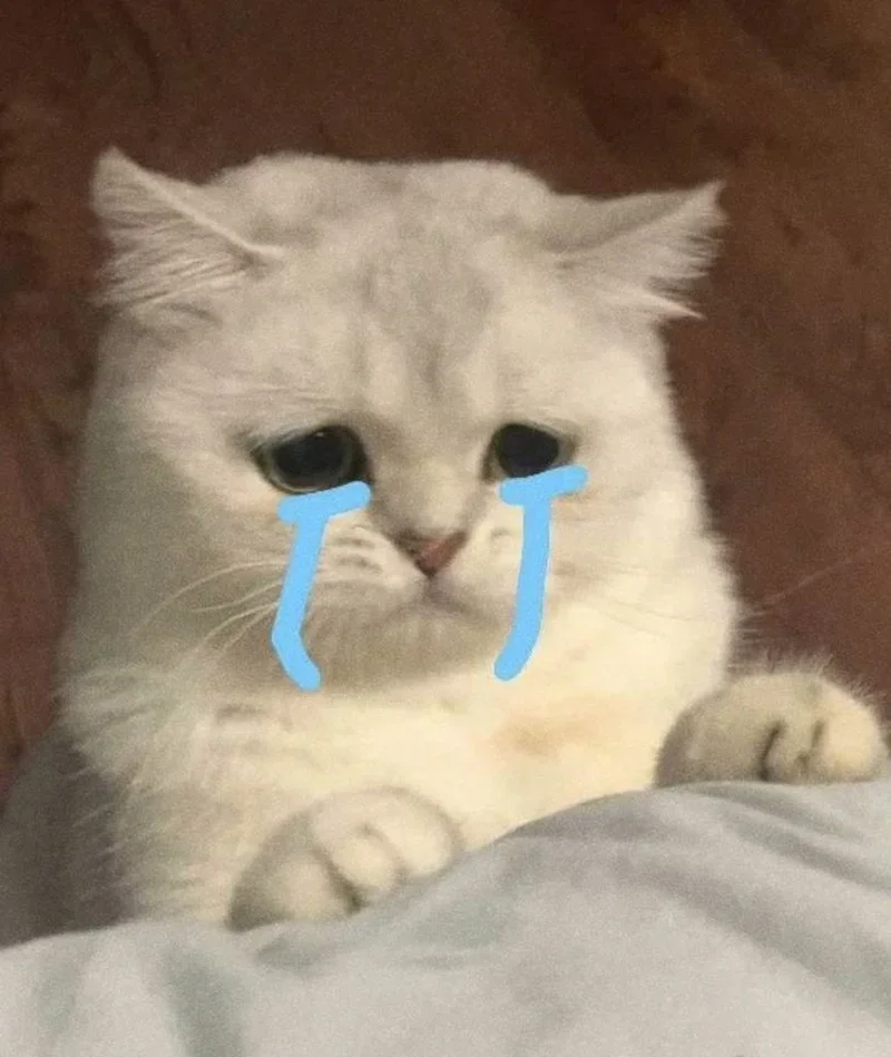 Tổng hợp meme mèo hài hước khiến bạn cười không ngớt