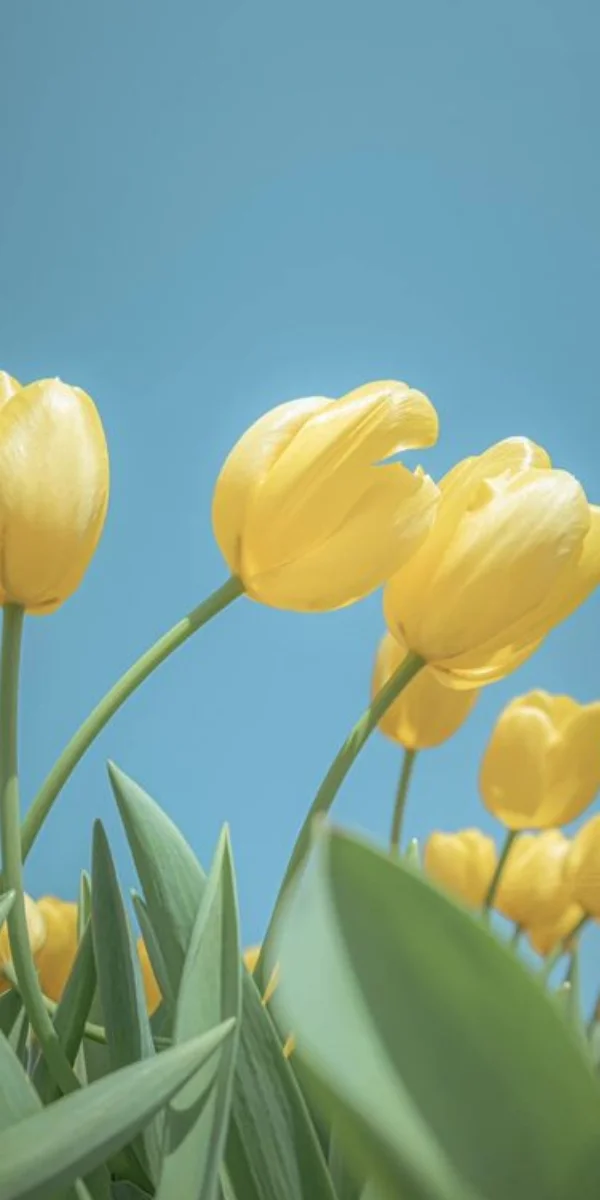 Hoa tulip vàng trên nền trời xanh làm hình nền