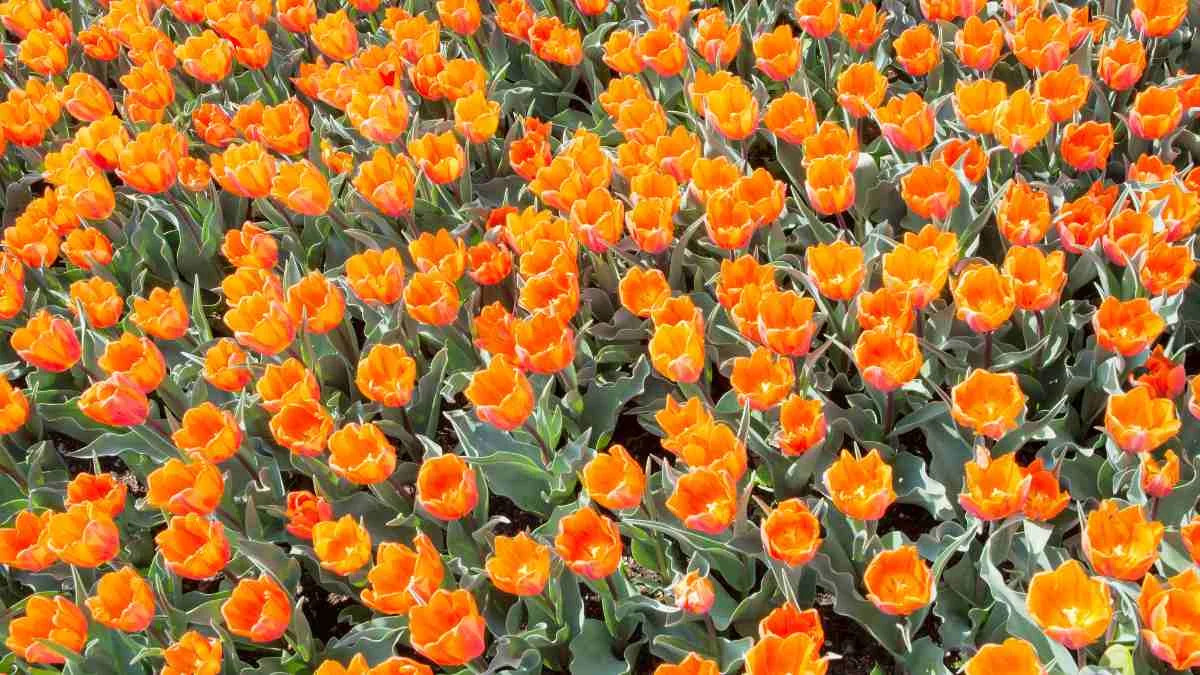 Hình nền máy tính hoa Tulip đẹp nhất