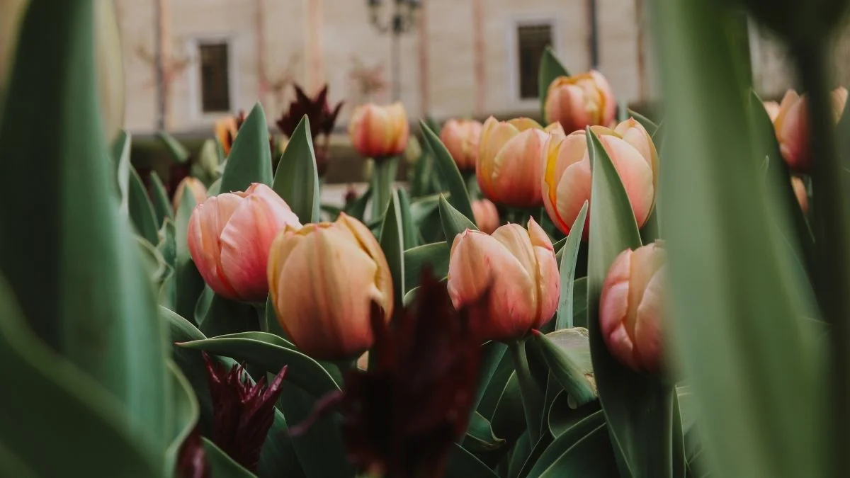 Hình nền máy tính hoa Tulip màu cam