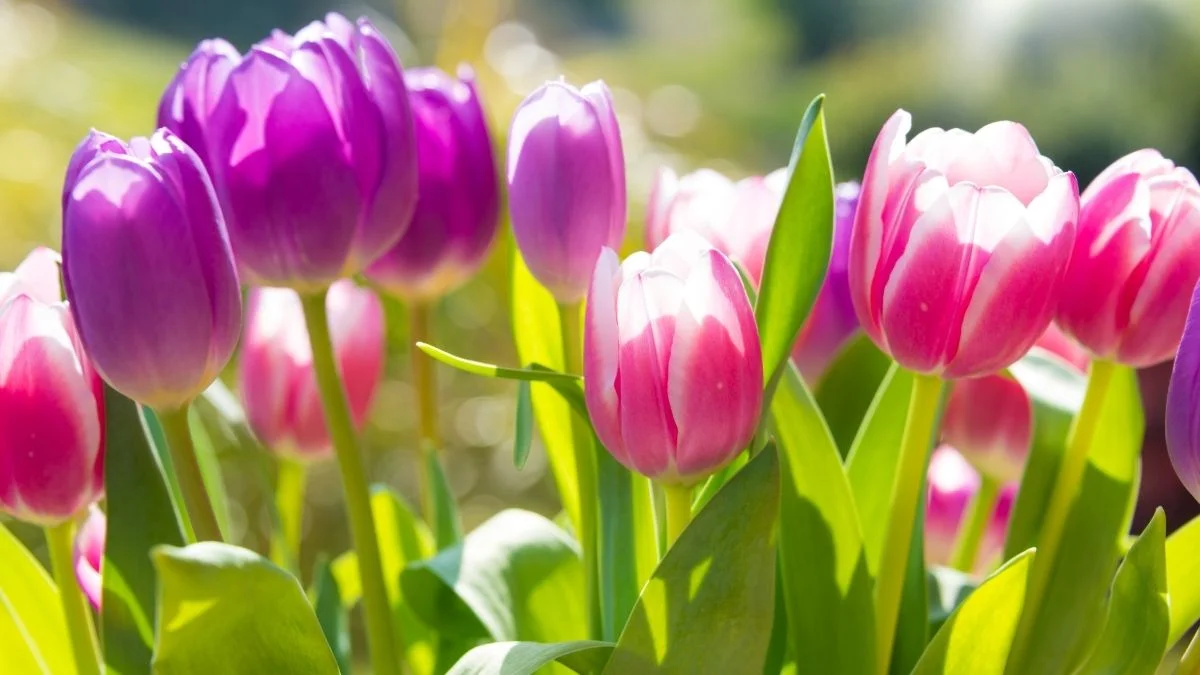 Hình nền máy tính hoa Tulip sắc màu