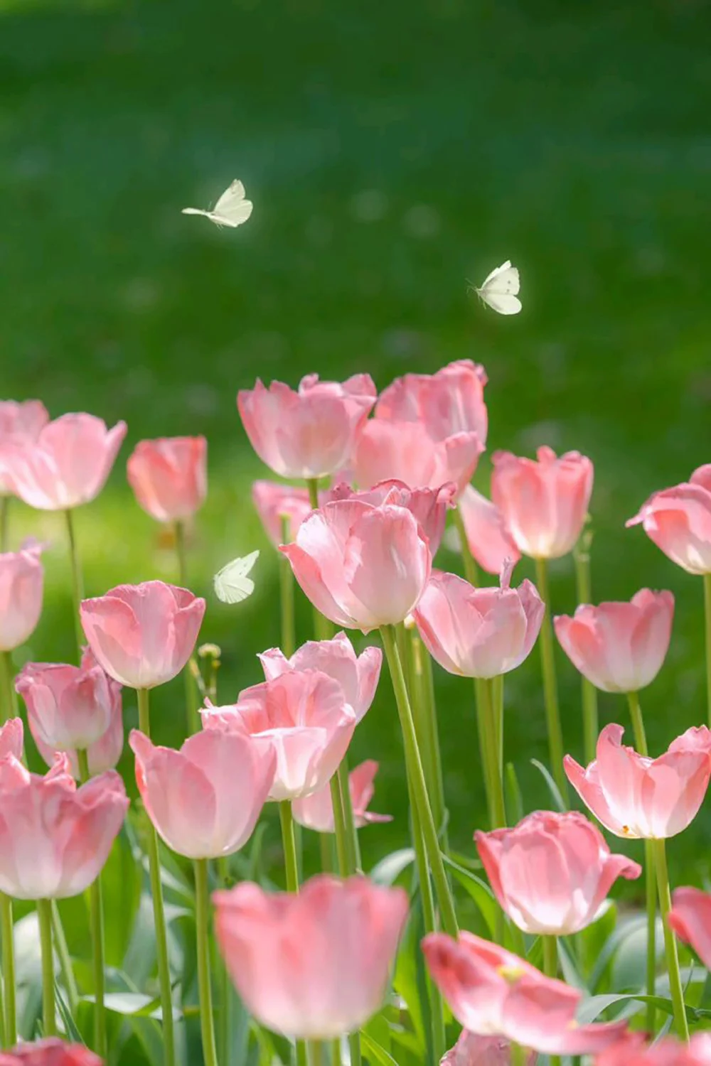 Top 1000+ hình nền hoa tulip hot nhất 2026, bạn đừng bỏ lỡ