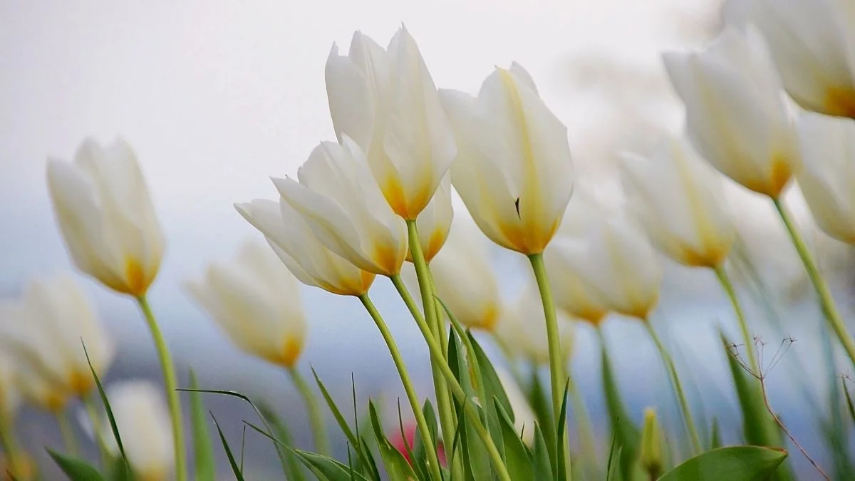 Hình nền máy tính hoa Tulip màu trắng