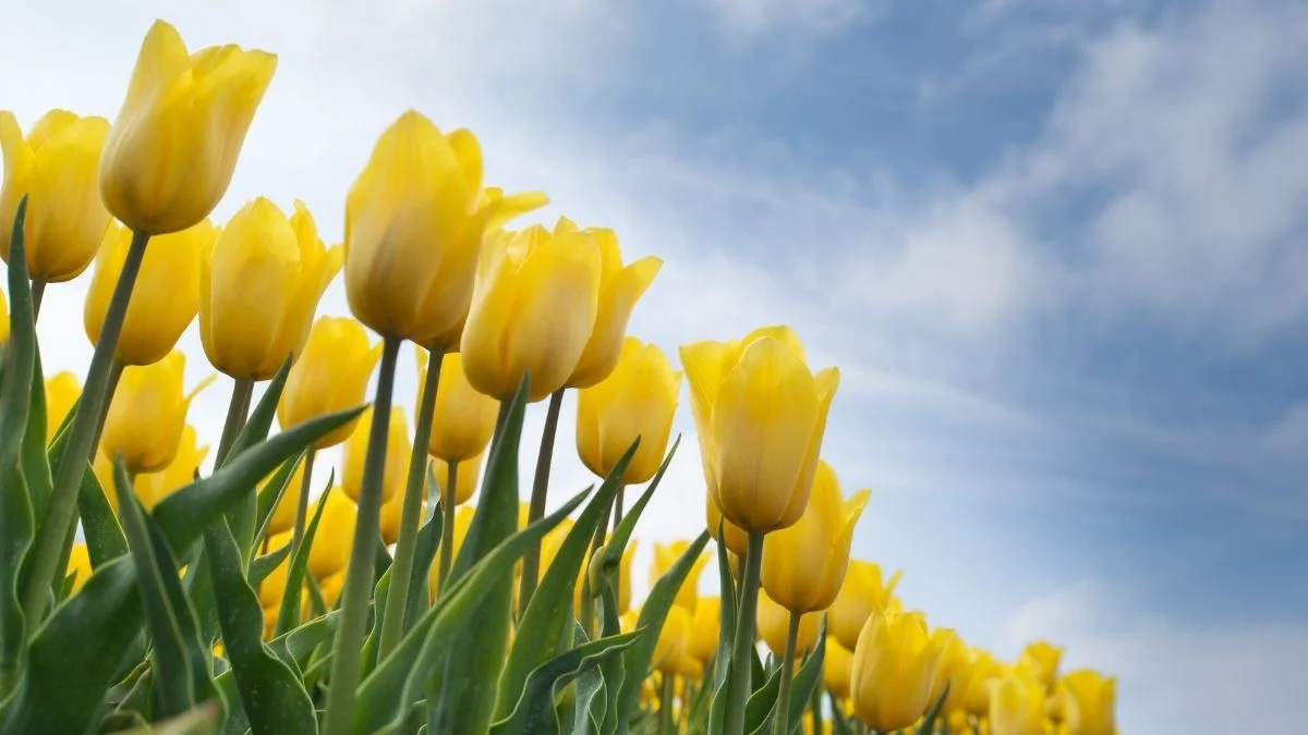 Hình nền máy tính hoa Tulip màu vàng