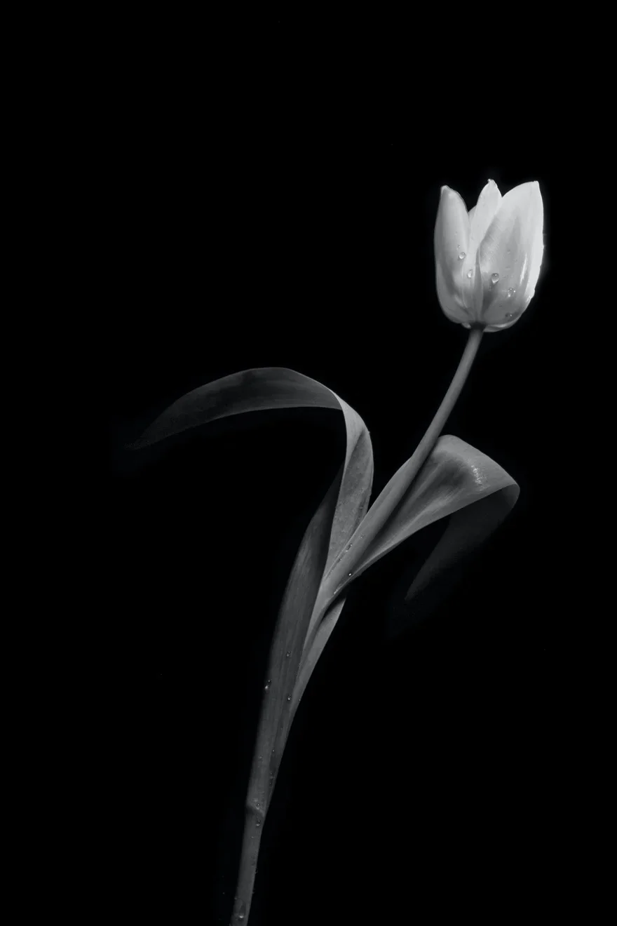 Hình nền hoa tulip đẹp rực rỡ cho điện thoại (3)