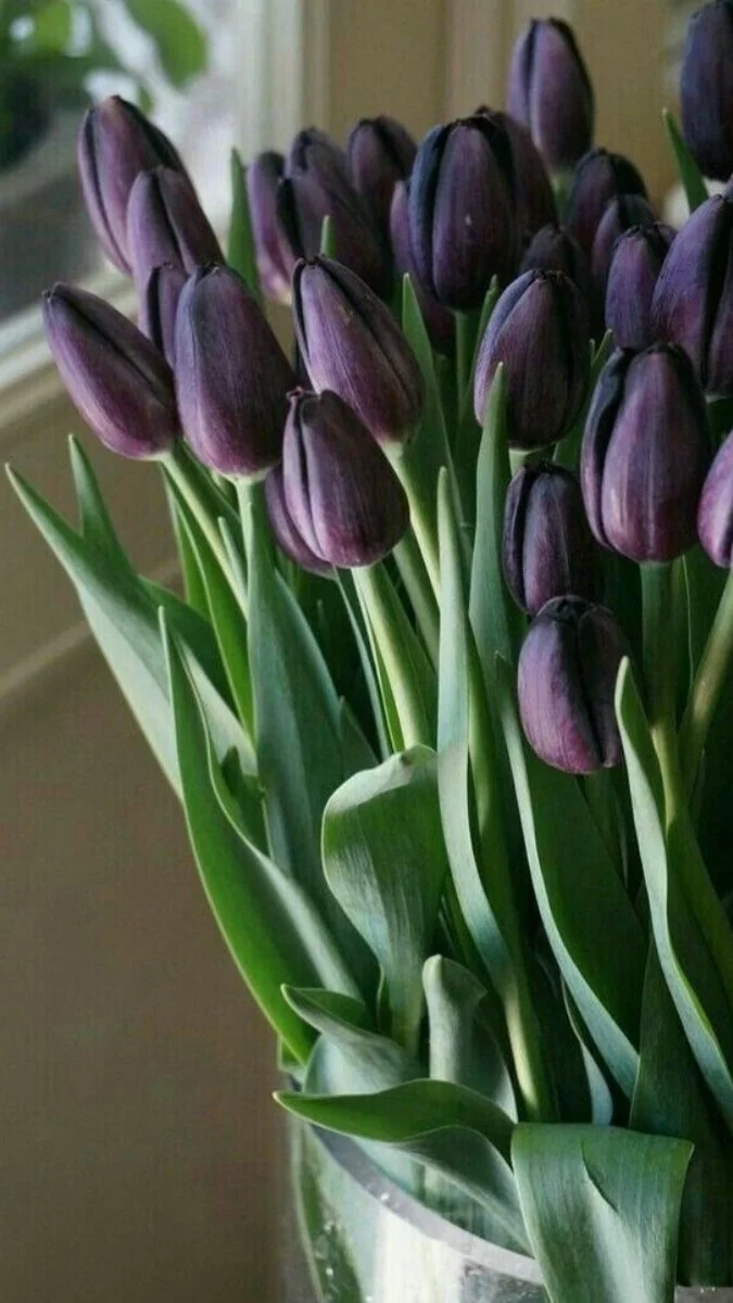 Hình nền điện thoại hoa Tulip màu nâu