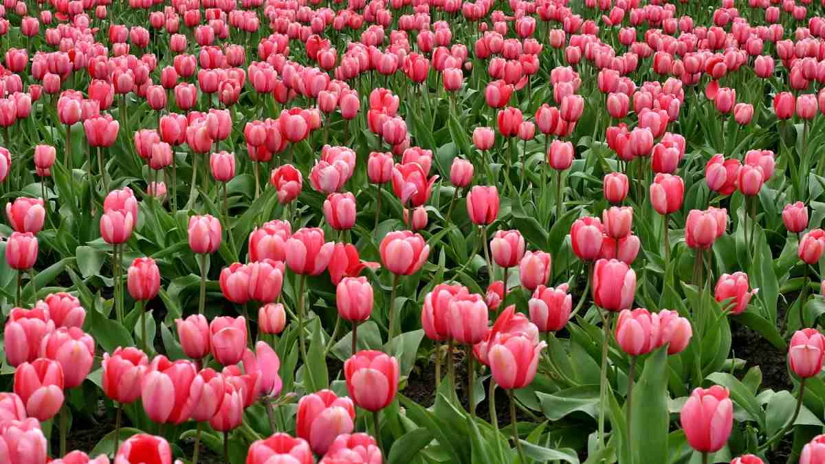 Hình nền máy tính hoa Tulip cute
