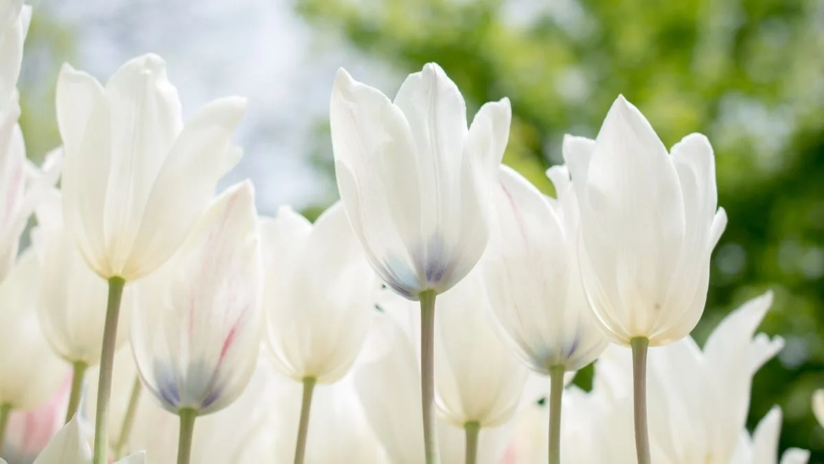 Hình nền máy tính hoa Tulip tinh khiết