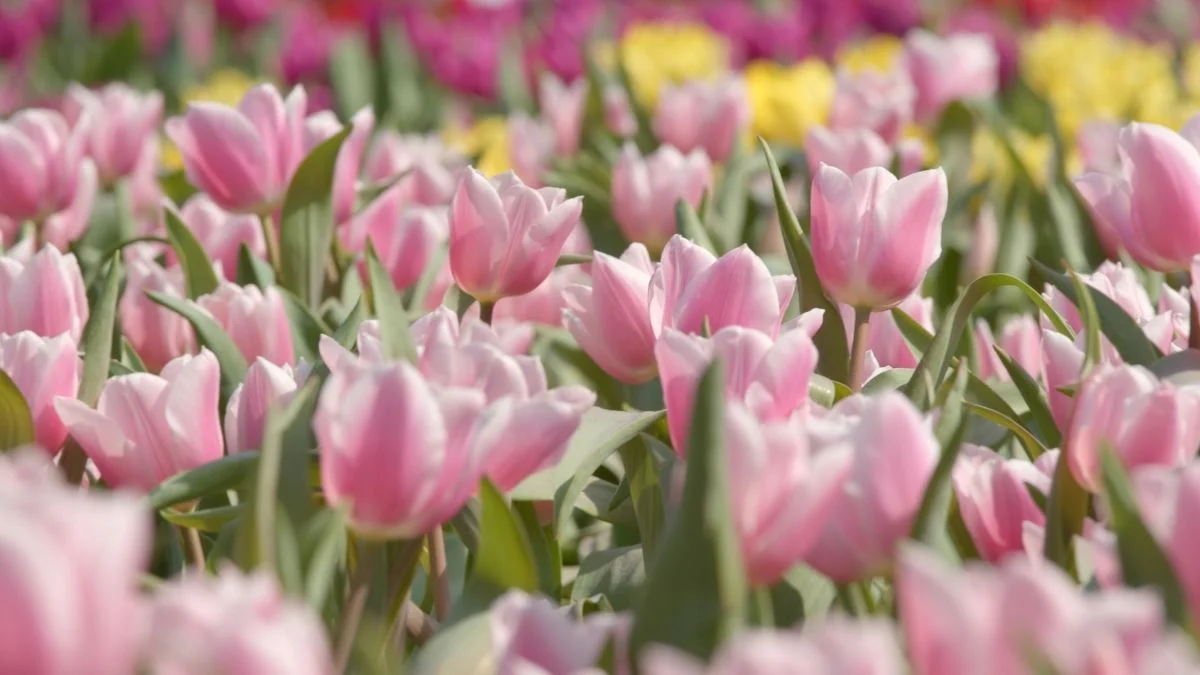 Hình nền máy tính hoa Tulip thơ mộng